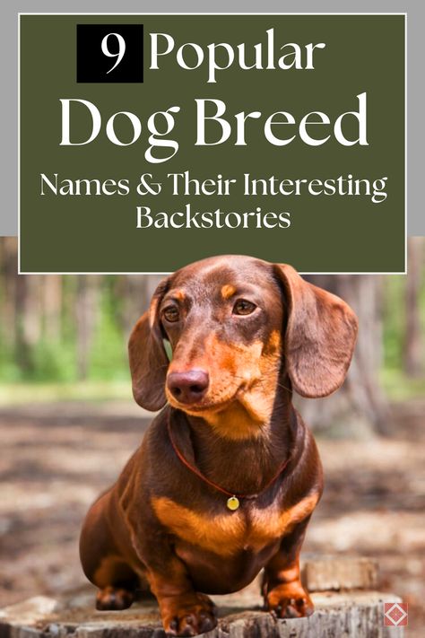 Ever wondered about the stories behind your favorite dog breeds? Dive into the fascinating backstories of 9 popular dog breeds and discover the rich history and origins of their names. From loyal companions to working dogs, learn what makes these breeds so special! 🐶 British Dog Breeds, Dog Breeds Chart, Dog Breed Names, British Dog, Parson Russell Terrier, Lion Dog, Popular Dog Breeds, Most Popular Dog Breeds, Herding Dogs