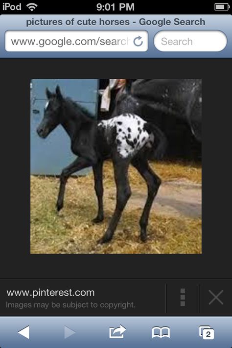 Cute Black Appaloosa, Baby Horse, Most Beautiful Horses, Appaloosa Horses, Baby Horses, Most Beautiful Animals, Majestic Horse, Horses And Dogs, Horse Crazy