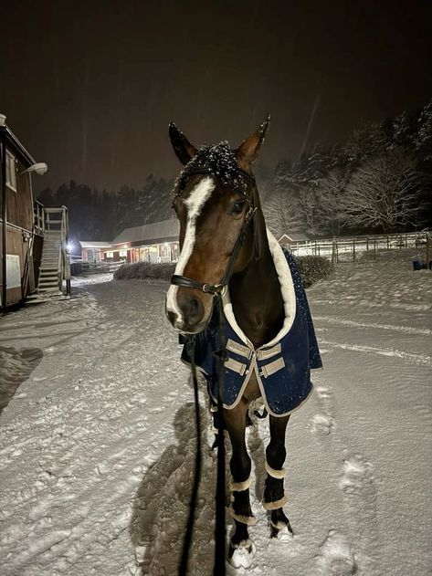 Equestrian Boarding School, Dark Brown Horse Aesthetic, Rich Equestrian Aesthetic, Showjumping Aesthetic, Kep Helmet, Aesthetic Horse Riding, Dark Brown Horse, Horse Showjumping, Showjumping Horse