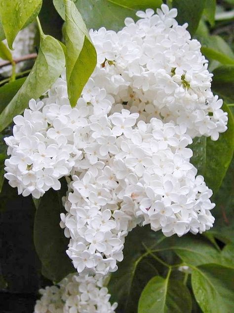 Lavender Bushes, White Lilacs, Lilac Bush, Lilac Painting, Syringa Vulgaris, Lilac Bushes, White Lilac, Lilac Lavender, Moon Garden