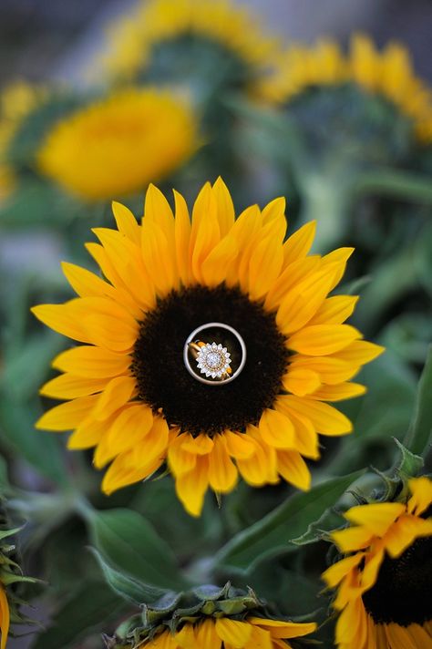 Sunflower themed wedding