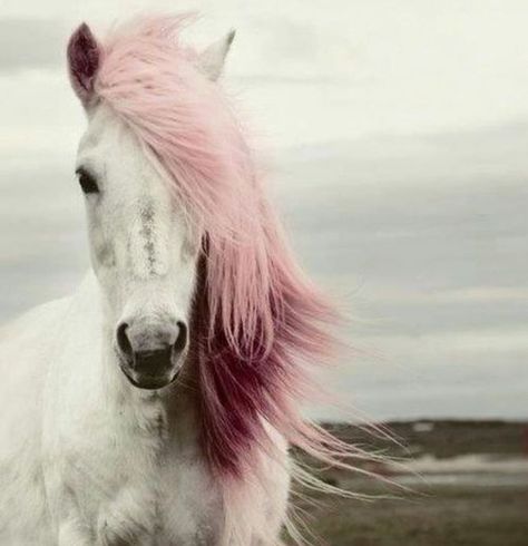 Pretty in Pink Year Of The Horse, Hair Chalk, I Believe In Pink, White Horse, Wild Hearts, Beautiful Horses, Pretty In Pink, Just In Case, We Heart It