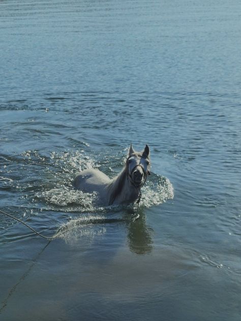 angelic horse swimming Horse Widgets, Horses Swimming, Horse Swimming, Horse Water, Mermaid Illustration, Water Aesthetic, Quick Sketch, White Horse, The Sea