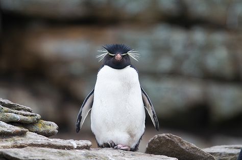 Rockhopper Penguin Penguin Breeds, Georgia Islands, Penguin Facts, Macaroni Penguin, Zoo Games, Chinstrap Penguin, Rockhopper Penguin, Penguin Species, Gentoo Penguin