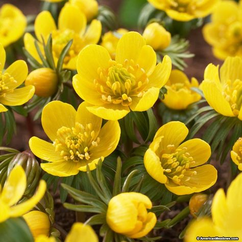 Winter Buttercups are a sweet addition to the early spring woodland garden.  These deer resistant, bright golden-yellow petite flowers are easy to grow and prefer humus rich soil and partial shade.  Winter buttercups naturalize and re-seed, so it’s best to find a location that allows room to grow.  (Eranthis cilicica) Spring Woodland, American Meadows, Buttercup Flower, Meadow Garden, Flower Essences, Woodland Garden, Fall Plants, Deciduous Trees, Bulb Flowers