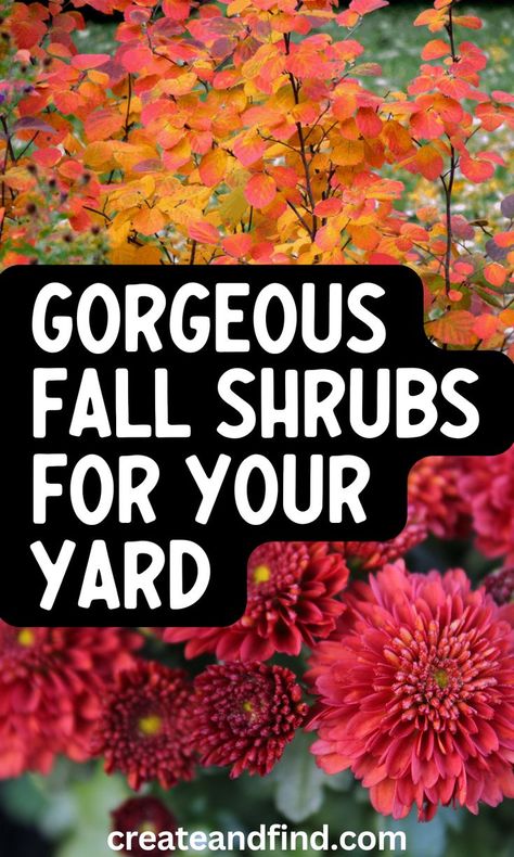 Fall blooming shrubs. Zone 8b Fall Flowers, Zone 6 Backyard Landscaping, Front Of House Fall Landscape Ideas, Four Season Flower Bed, Zone 7b Landscaping Front Yards, Fall Flower Planting, Simple Fall Landscaping Front Yard, Fall Landscaping Front Yard Flower Beds, Fall Flower Bed Ideas In Front Of House