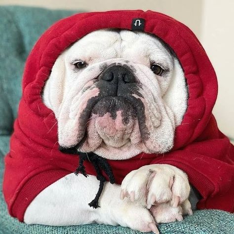 Funny Animal Quotes, English Bulldog Clothes, Emily English, Bulldog Clothes, Cute Bulldog Puppies, Bulldog Pics, Cute Bulldogs, British Bulldog, Old English Bulldog