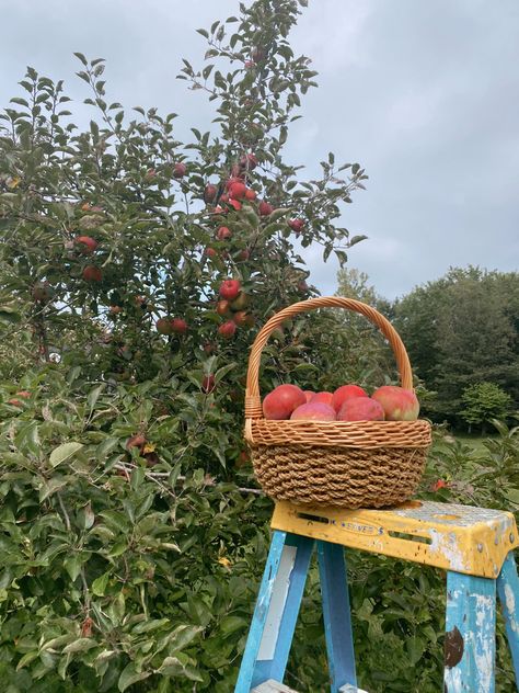 fall apples, fall aesthetic, fall activity, fall vibes, fall, apples, apple picking, fall apple picking, cute fall pics, fall bucket list Nature, Apple Jack Aesthetic, Pumpkin Picking Aesthetic, Cute Fall Pics, Apple Picking Date, Romanticize Fall, Apple Picking Aesthetic, Harvest Dinner Party, Apple Picking Fall