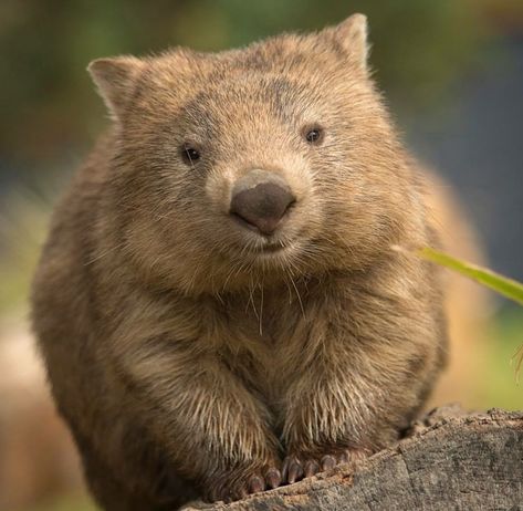 Wombat Aesthetic, Wombat Cartoon, Wombat Pictures, Cute Wombat, Baby Wombat, The Wombats, Australia Animals, Australian Animals, Silly Animals