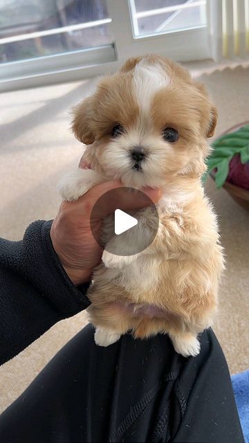 ROLLY TEACUP PUPPIES KOREA 🇰🇷 INC. on Instagram: "Bogart, our Maltipoo is a hugger😂🤗 . . ⚠️Beware of photoshopped photos‼ Rolly Pups’ photos and videos are the same as the puppies’ actual selves🤩 Request for a scheduled FaceTime/video call to our representatives📲 .  We Deliver to Selected Countries,  where we can DELIVER SAFELY !! ✈  For Puppy Inquiries, Please Call or Text or WhatsApp TONY +1 (267) 301-6649 JAY +82 10 5427 3971 . For More Details, Please refer to the website on our Instagram profile link.  www.rollypupsofficial.com  #maltipoo #maltipoopuppy #maltipoolove #maltipoonation #maltipoosofinstagram #maltepoo" Teacup Maltipoo, Shitzu Dogs, Maltipoo Puppy, Puppy Training Tips, Cute Puppy Videos, Pet Photographer, Poodle Mix, Puppy Lover, Teacup Puppies