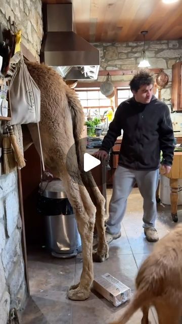 Rancho Grande on Instagram: "When you have a camel and forget to lock the kitchen door" Animals Having Fun, What Ya Doing Funny, Funny Animals Humor, Animal Videos Funny Hilarious, Donkey Video, Funny Animals Pics, Awkward Animals, Dog Haircut, Funny Animal Clips