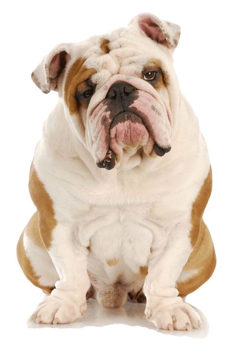 Bulldog Training, Bulldog Sculpture, Baggy Bulldogs, Dog Commands, Elderly Dogs, Bulldog Pics, Puppy Proofing, Dog Ages, Bulldog Gifts