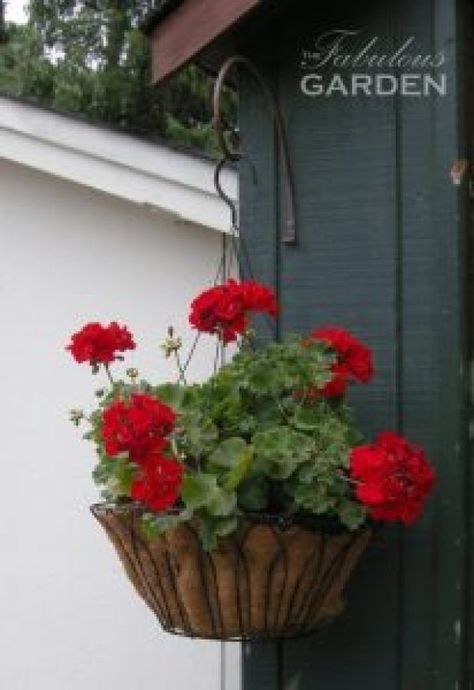 Big Basket, Hanging Flower Baskets, Red Geraniums, Fall Planters, Flower Vase Arrangements, Basket Planters, Succulents In Containers, Container Gardening Vegetables, Orchid Care