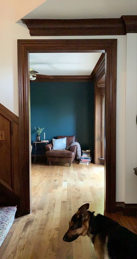 Dark wood Mahogany Trim with Narragansett Green paint color Dark Wood And Paint Colors, White Walls With Dark Brown Trim, Dark Trim Wood Floors, Mahogany Interior Design, Bold Trim Paint Colors, Carpet With Wood Trim, Dark Wood Crown Molding, Mahogany Trim Living Room, Dark Wood Floor Green Walls