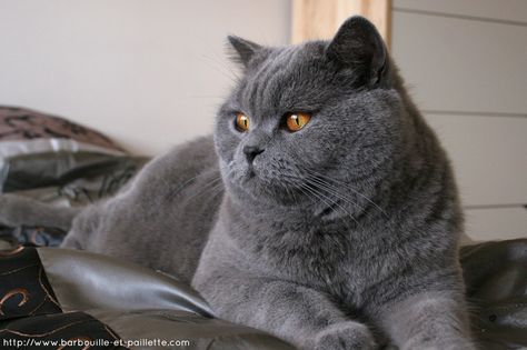 Blue british shorthair cat British Blue Cat, F2 Savannah Cat, Russian Blue Cat, Söt Katt, Exotic Shorthair, British Shorthair Cats, Beautiful Cat Breeds, Blue Cat, Russian Blue