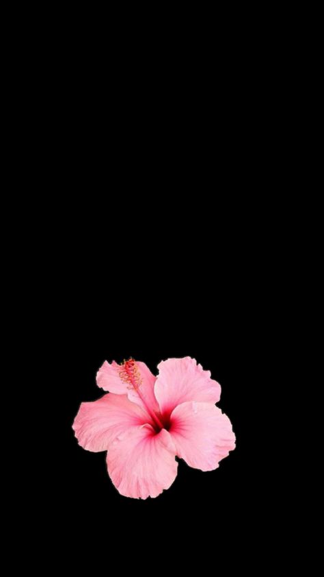 Hibiscus flower wallpaper Hibiscus Flower Wallpaper, Iphone Minimalist Wallpaper, Minimalist Iphone, Iphone Wallpaper Themes, Matching Wallpaper, Minimalist Wallpaper, Hibiscus Flower, Cat Aesthetic, Summer Wallpaper