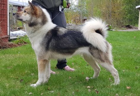 Belgian Laekenois, Brazilian Terrier, Italian Dogs, Greenland Dog, Sled Dogs, Sled Dog, Dog List, Animal References, Purebred Dogs