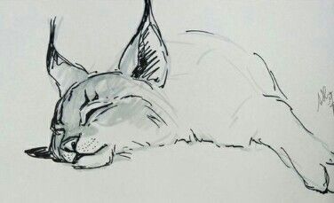 Marker Sketches, Cat Outline, Big Cats Art, Cat Sketch, Sharpie Marker, Desenho Tattoo, Sketch Markers, Animal Sketches, Dessin Adorable