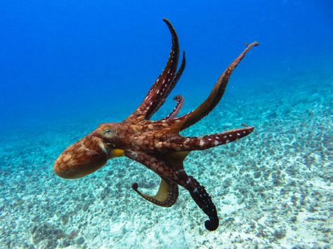 Search, Google and Octopus on Pinterest Pet Octopus, Day Octopus, Ocean Commotion Vbs, Octopus Facts, Octopus Photos, Octopus Species, Ocean Commotion, Octopus Art, Aquatic Animals