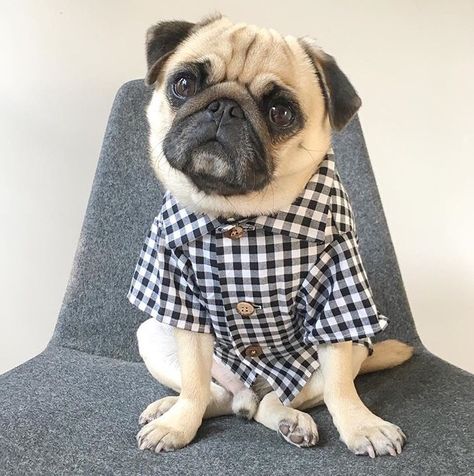 Dogs in clothes. Fashion for dogs by Dog Threads. Stylish dog clothes. Cute dog clothes. Hipster dog clothing. Dog clothing boutique. Male Dog Clothes, Boy Dog Clothes, Dog Fashion Clothes, Crochet Dog Clothes, Bulldog Clothes, Hipster Dog, Cute Dog Clothes, Small Dog Clothes, Dog Fashion