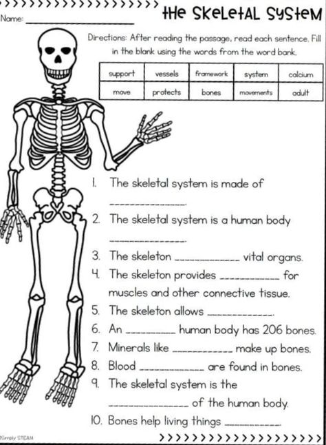 Body Worksheet, Human Body Printables, Elementary Health Lessons, Skeletal System Worksheet, Cloze Passages, Sterile Processing, Middle School Health, Human Body Worksheets, Human Skeletal System