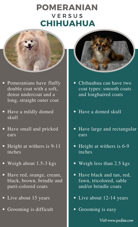 Difference Between Pomeranian and Chihuahua | Facts, Features, Characteristics, and Behavior Types Of Chihuahua, Pomeranian Facts, Pomeranian Chihuahua Mix, Chihuahua Facts, Pomeranian Chihuahua, Very Small Dogs, Fox Face, Popular Dog Breeds, Dog Tips