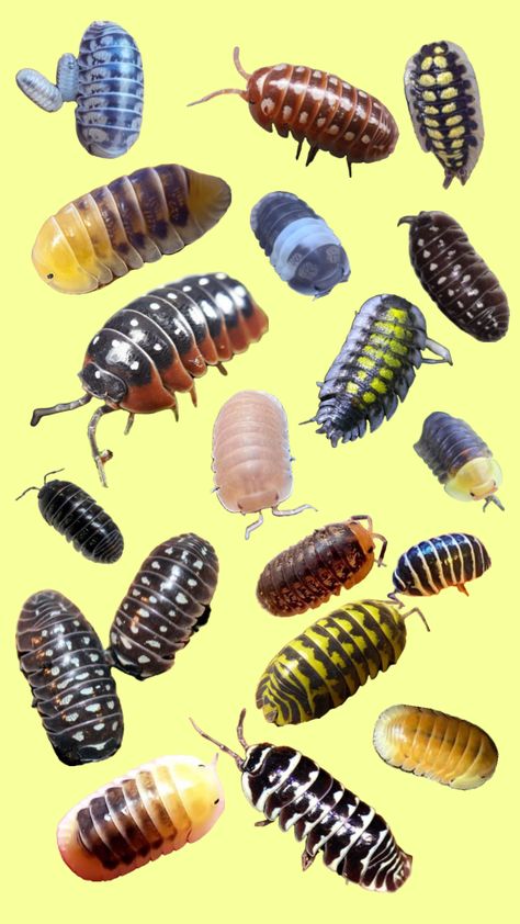 #isopods #isopod #bugs #animals #rolypoly #pillbugs Pet Isopods, Pill Bugs, Egypt Mythology, Woodlice, Pill Bug, Spooky Funny, Nature Reference, Cool Bugs, Roly Poly