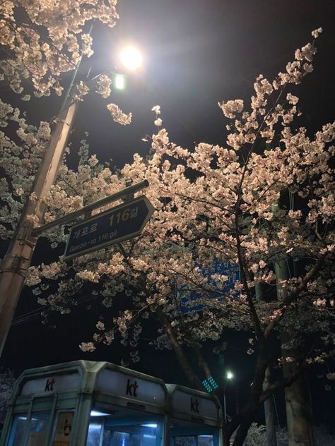 Cherry Blossoms At Night, Korea Night, Night Trees, Aesthetic Header, Dark Paradise, Pretty Landscapes, Japan Aesthetic, Dark Photography, Night Aesthetic