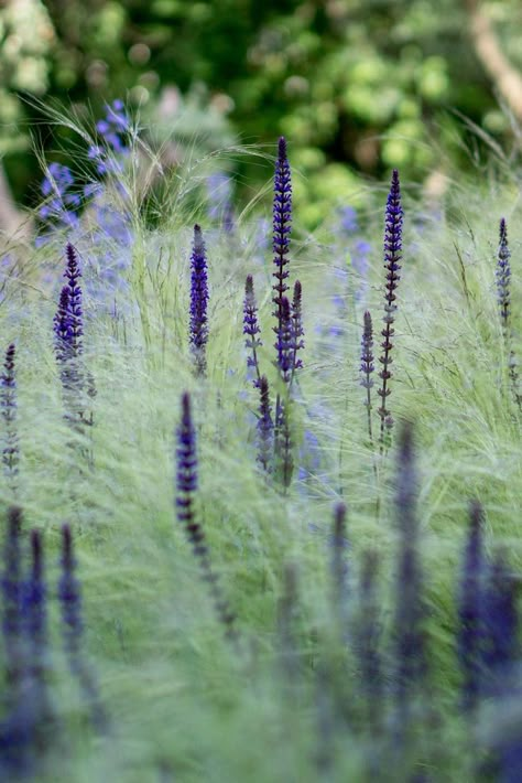 Stipa Tenuissima, Salvia Nemorosa Caradonna and Nepeta in Ábaton Gardens Salvia Nemorosa, Pretty Plant, Prairie Garden, Meadow Garden, Aromatic Plant, Grasses Garden, Garden Pictures, Beautiful Flowers Garden, Idea Design