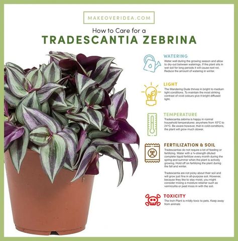 Tradescantia Plant Care, Tradescantia Zebrina Care, Transcadentia Plant, Tradescantia Nanouk Care, Wondering Jew Plant Care, Wandering Jew Plant Care Indoors, Inch Plant Care, Zebrina Tradescantia, Tradescantia Care