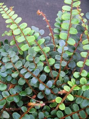 Button Fern (Pellaea rotundifolia) - to 10 inches, An upright-growing fern with small, rounded leaves that line its wiry, burgundy-red stems. Grows well in Button Fern, Ferns Garden, Indoor Vegetable Gardening, Meteor Garden 2018, Magic Garden, Fern Plant, Vascular Plant, Shade Plants, Covent Garden