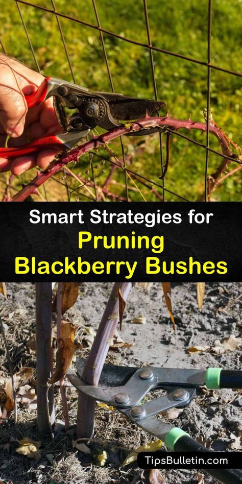 Container Blackberries, Pruning Thornless Blackberries, Pruning Blackberry Vines, Growing Berry Bushes, Blackberry Pruning, Blackberry Bush Care, Pruning Blackberry Bushes, How To Prune Blackberry Bushes, Growing Blackberries In Containers