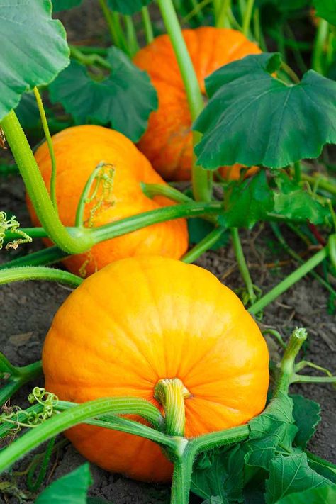 Growing Pumpkin, Pumpkins Growing, Pumpkin Plants, Pumpkin Growing, Hokkaido Pumpkin, Pumpkin Plant, Goethe's Faust, Growing Peas, Pumpkin Tree