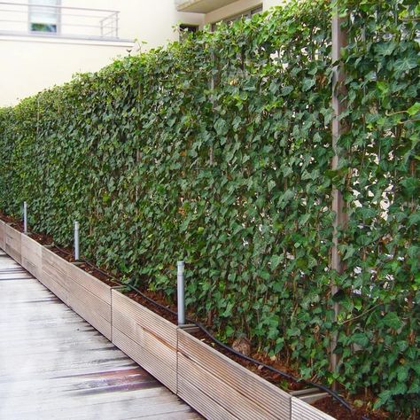 Instant Hedera Ivy Green screens in troughs | HEDERA IVY SCREENING Privacy With Plants, Fence Plants, Screen Plants, Privacy Ideas, Privacy Wall, Privacy Plants, Garden Fence Panels, Living Fence, Privacy Landscaping