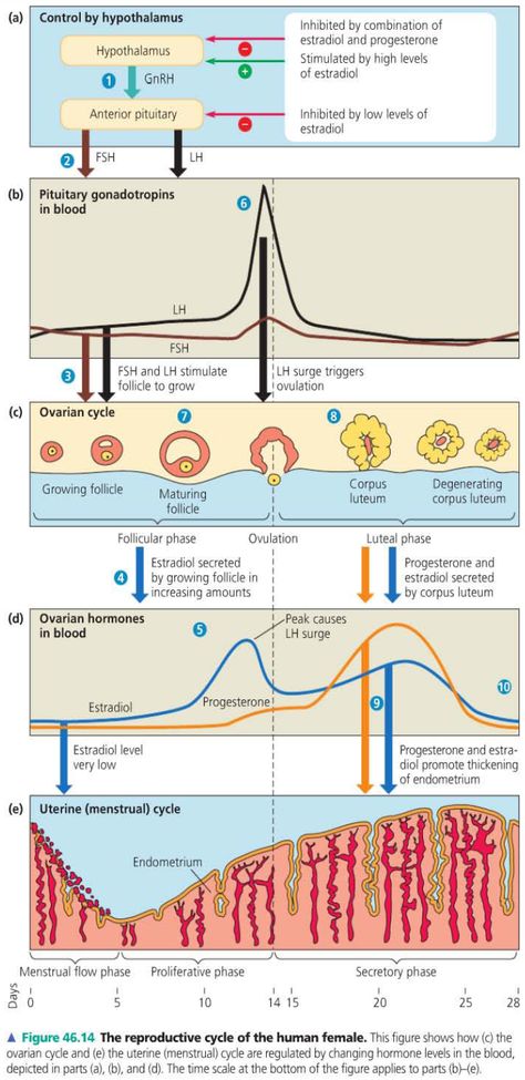 Ovarian Cycle, Anterior Pituitary, Learn Biology, Study Biology, Medicine Studies, Basic Anatomy And Physiology, Biology Facts, Medical Student Study, Medical Laboratory Science