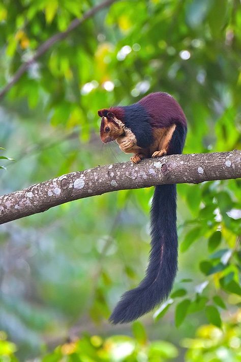 Indian giant squirrel Indian Giant Squirrel, Giant Squirrel, Wild Animals Photography, Giant Animals, Unusual Animals, Rare Animals, Rodents, Animal Planet, Squirrels