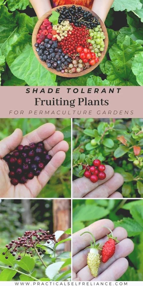 Full Backyard Garden, Foodscaping Edible Garden, Greenhouse Fruit Trees, Shaded Patio Plants, Permaculture Small Garden, Plants That Grow In Shade Outdoors, Fruit Bushes Garden, What Flowers To Plant With Vegetables, Edible Forest Garden