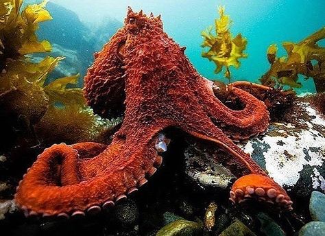 Untitled Tumblr, My Octopus Teacher, Octopus Species, Pacific Octopus, Giant Pacific Octopus, Octopus Squid, Octopus Art, Underwater Creatures, Crustaceans