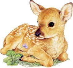 Fawn Illustration, Cartoon Chihuahua, Deer Watercolor, Deer Drawing, Deer Pictures, Deer Illustration, Deer Fawn, Deer Painting, Deer Art