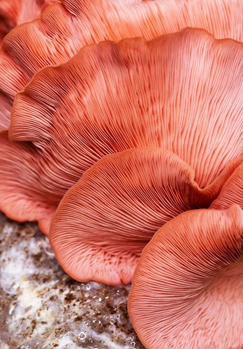 Oyster Mushrooms, Mushroom Fungi, Coral Peach, Color Inspo, Natural Forms, Patterns In Nature, Color Of The Year, Color Textures, Coral Reef