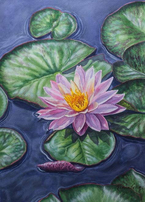 Water Lily Drawing, Wall Paintings For Living Room, Water Lilies Art, Lilies Drawing, Koi Painting, Water Lilies Painting, Lily Art, Lotus Flower Pictures, Modern Landscape Painting