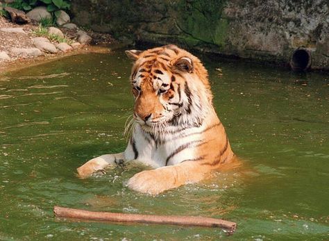 Gorgeous A Tiger, To Look, Swimming, Water, Pins