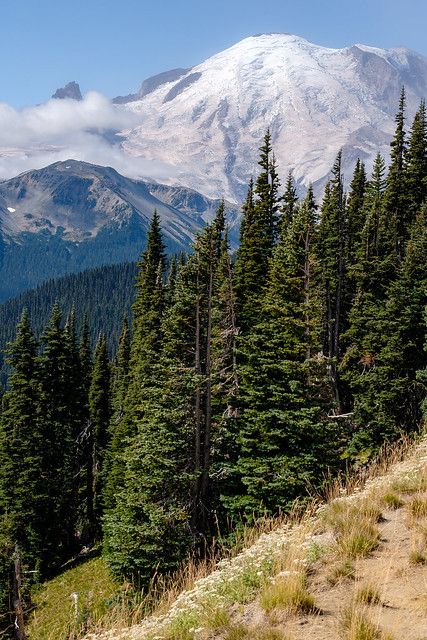 Rainier from the trail | Going through all my picture of Mt.… | Flickr Inspiring Nature, Mt Rainier, Watercolor Mountains, Polaroid Pictures, Editing Pictures, The Trail, Outdoors Photography, The Clouds, Great View