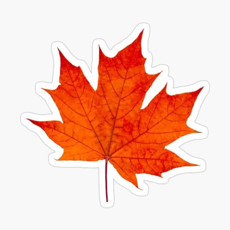 Maple Leaf Printable, Maple Leaf Aesthetic, Leaf Illustration Design, Maple Drawing, Autumn Leaf Drawing, Maple Leaf Sticker, Maple Leaf Drawing, Fall Leaves Drawing, Canada Leaf