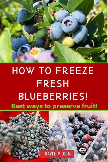 How to Freeze Blueberries Freezing Blueberries, How To Freeze Blueberries, Freeze Blueberries, Food Saver Vacuum Sealer, Canned Blueberries, Blueberry Farm, Blueberry Cobbler, Freezer Burn, Strawberry Pie