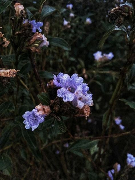 Neelakurinji Blooms 2030 Neelakurinji Flower, Luxury Houseboats, Flower Blooming, Western Ghats, Munnar, Ooty, Honeymoon Packages, Baroque Architecture, The Blue Mountains