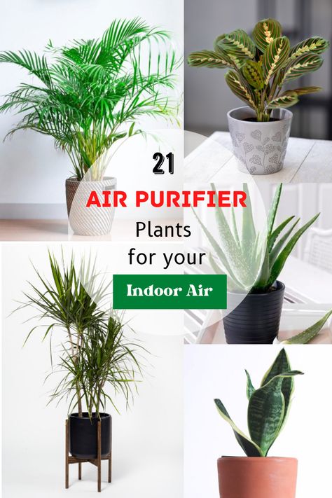 Plants add beauty and color to your indoor space. But do you know they also provide various health benefits by purifying the air from toxins? Here are the few air-purifier plants that you can buy for your living rooms Clean Air Plants Houseplant, Plants That Purify Indoor Air, Best Indoor Plants Air Purifier, Plants For Clean Air, Plant Aloe Vera, Indoor Plants Clean Air, Plants Guide, Water Plants Indoor, Best Air Purifying Plants