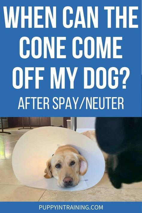 How Long Before I Can Take The Cone Off After Neutering My Dog? - Puppy In Training After Neuter Care Dogs, Neutering Dog Recovery, Dog Neuter Recovery Shirt Diy, Neutered Dog Recovery Tips, Homemade Dog Cone, Dog Spay Recovery, Dog Cone Alternative, Dog Whining, Dog Skin Allergies