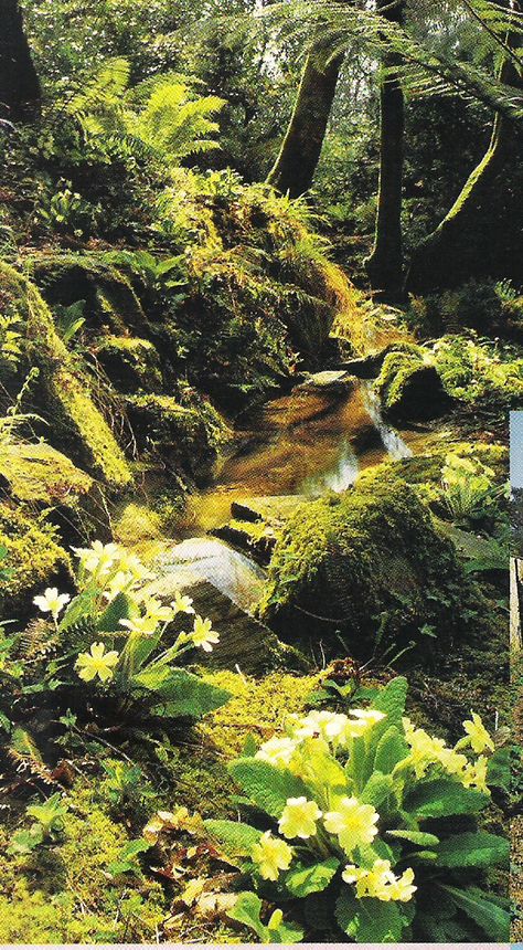 Woodland stream with primroses. I love to see these in the wild. Spring In England, Woodland Stream, Primula Denticulata, Primula Veris, Landscape With Flowers, Nature Photography Inspiration, Fancy Farm, Primula Auricula, Cross Of Jesus