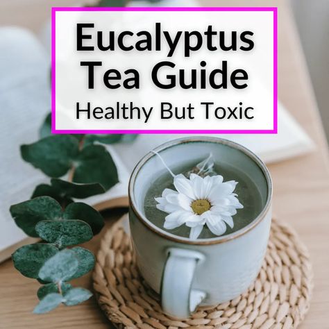 Echinacea Tea Recipes, Mint Tea Benefits, Tea Guide, Mullein Tea, Drying Fresh Herbs, Herbal Tea Garden, Echinacea Tea, Tea Remedies, Eucalyptus Tea